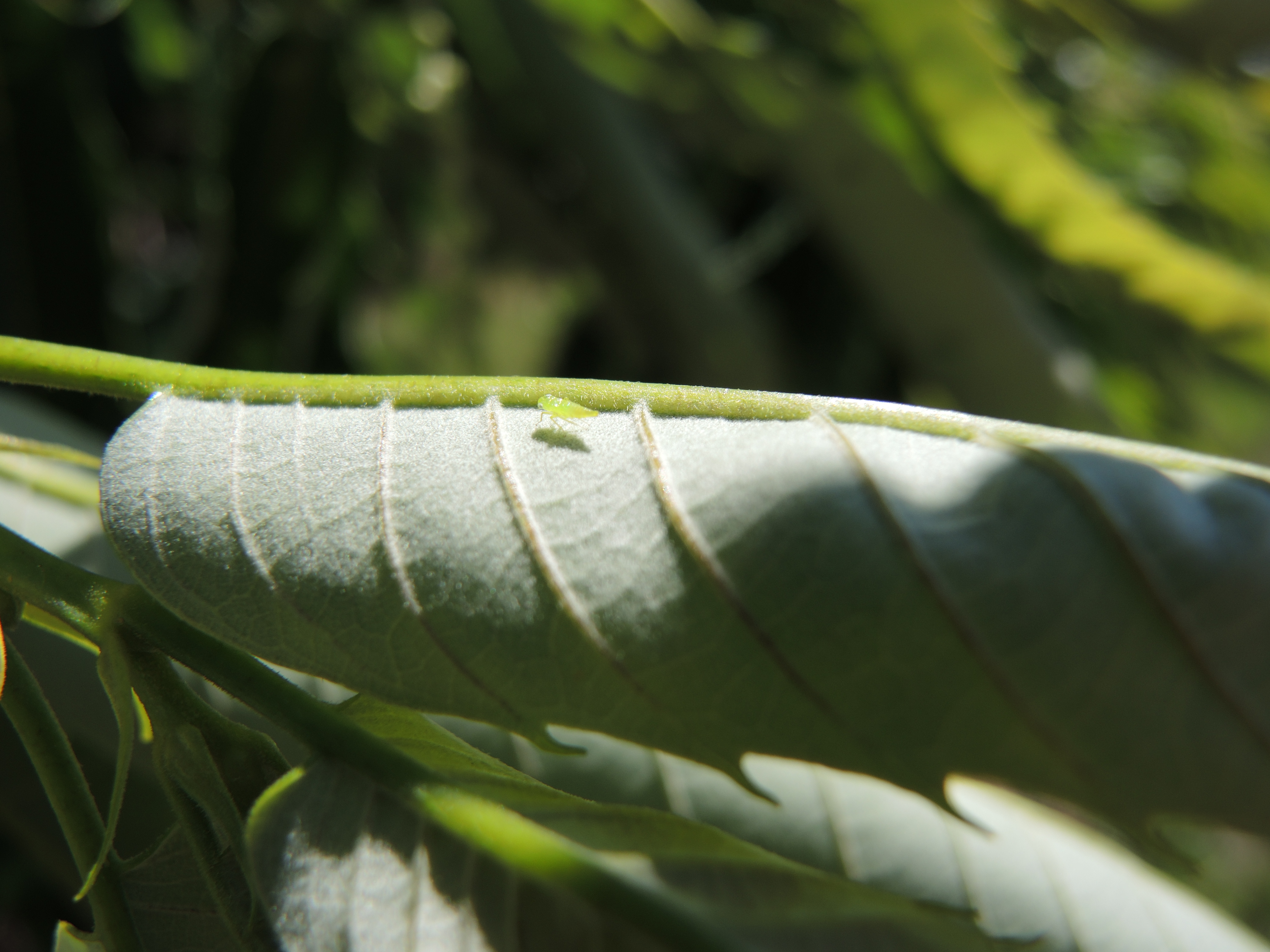 Potato leafhopper